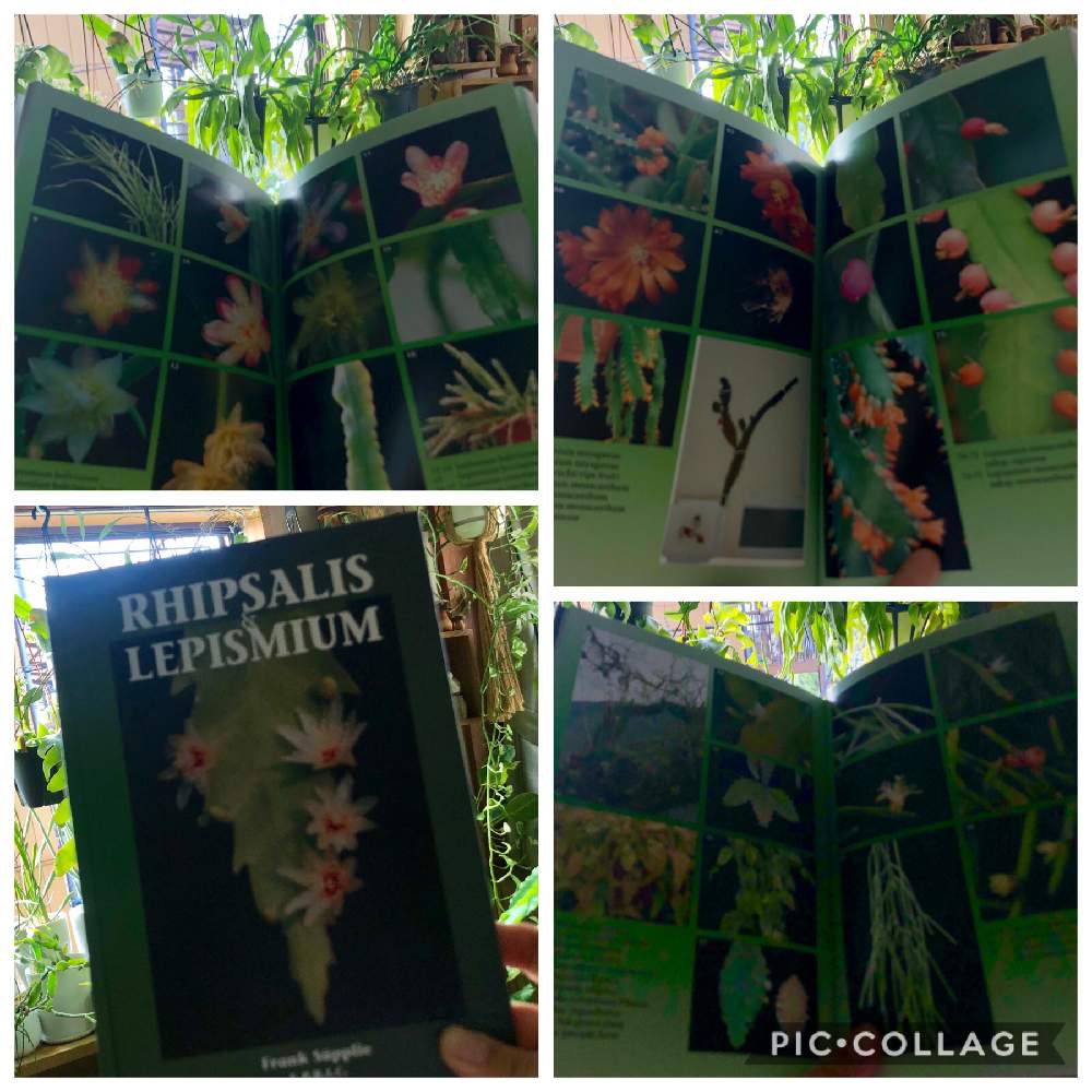 寝室の画像 by meguさん | 寝室とインドアグリーンと多肉植物とサボテン科とインテリアガーデンと観葉植物とボタニカルライフと葉っぱと森林性サボテンと緑のある暮らしと今日イチ可愛い植物とリプサリス属とお部屋ガーデンとインテリアグリーンとエピフィラム属とインドアガーデン