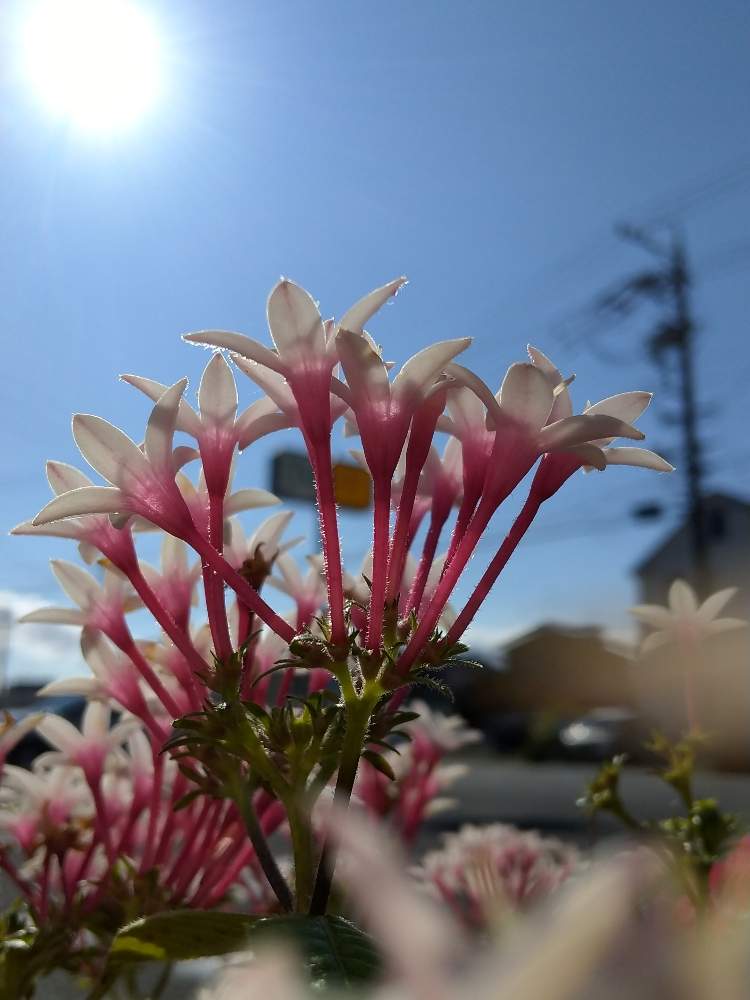 お出かけ先の画像 by 道標さん | お出かけ先と青空を仰でとペンタスのおしゃべりとポカポカ陽気と休日と微笑ましい光景と春の様なと陽当たりの良い場所と農協前のプランターと青空にそびえると可愛い
