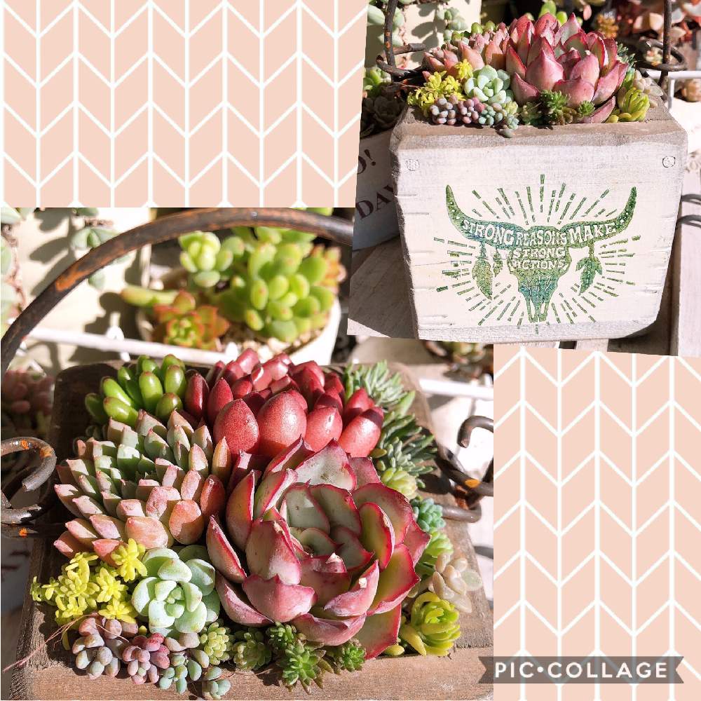 バルコニー/ベランダの画像 by kakkyさん | バルコニー/ベランダと多肉植物の寄植えと多肉植物とHTC NO.283とHTCとikuraさんの木箱とチーム2017と多肉の寄せ植えと多肉大好きと多肉のある暮らしとGSミニモニ。と植中毒と多肉好きな人と繋がりたいと多肉女子とタニラーと芽吹さんの多肉ちゃんとたにおたくらぶとベランダー