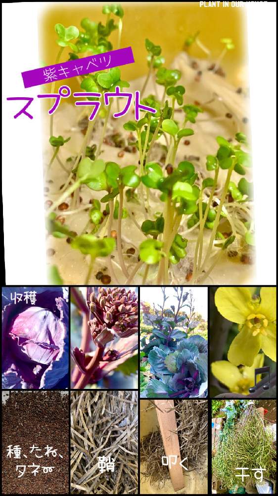 の画像 by kane flowerさん | キャベツとルビー キャベツと家庭菜園とおうちde菜園と無農薬 無施肥と交配種 子孫と2020 K.F家庭菜園と埼玉県と自家製野菜と無農薬有機栽培と種取りと無農薬 無化学肥料栽培とK.F家庭菜園と再生栽培と中ぐらいの庭と私畑