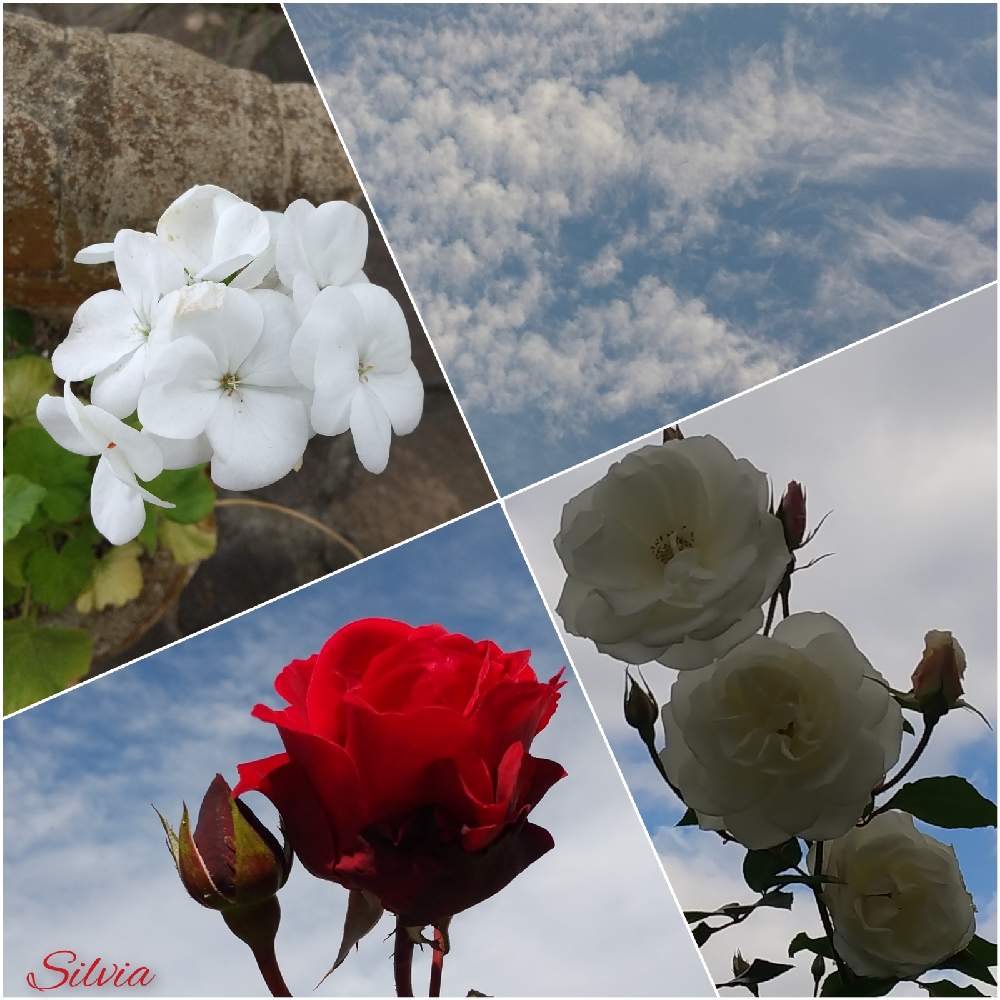 お出かけ先の画像 by SILVIAさん | お出かけ先とゼラニウムとバラと散歩と花壇と花のある暮らし