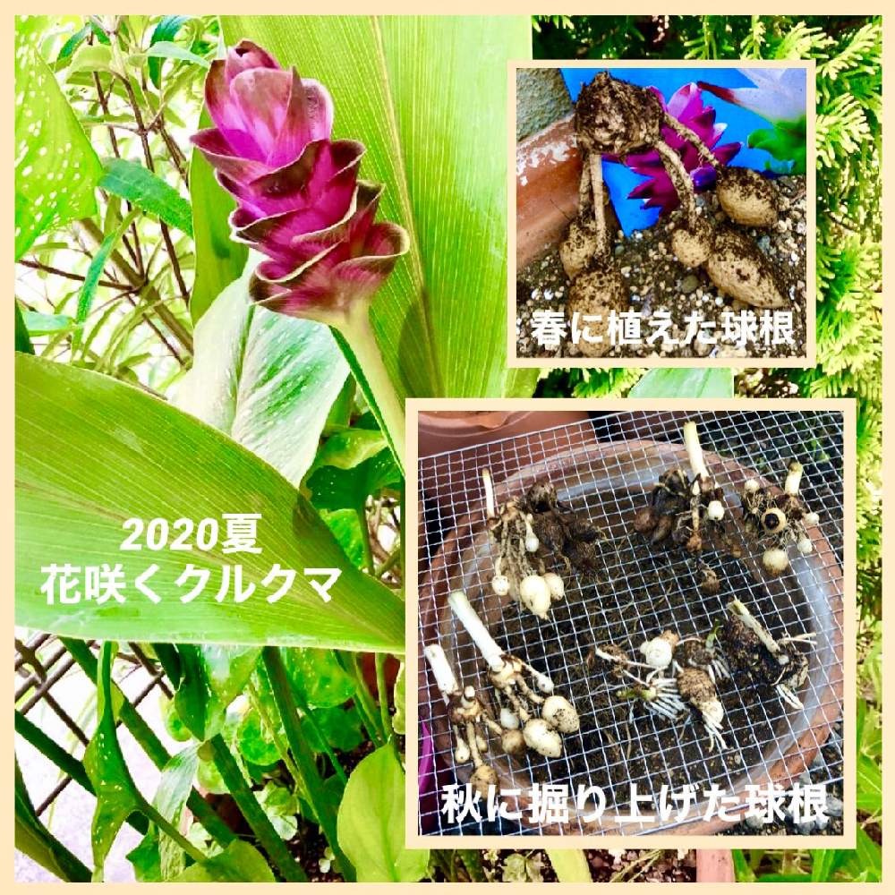 小さな庭の画像 by けぇさん | 小さな庭とクルクマ属と南国風と球根掘り上げ