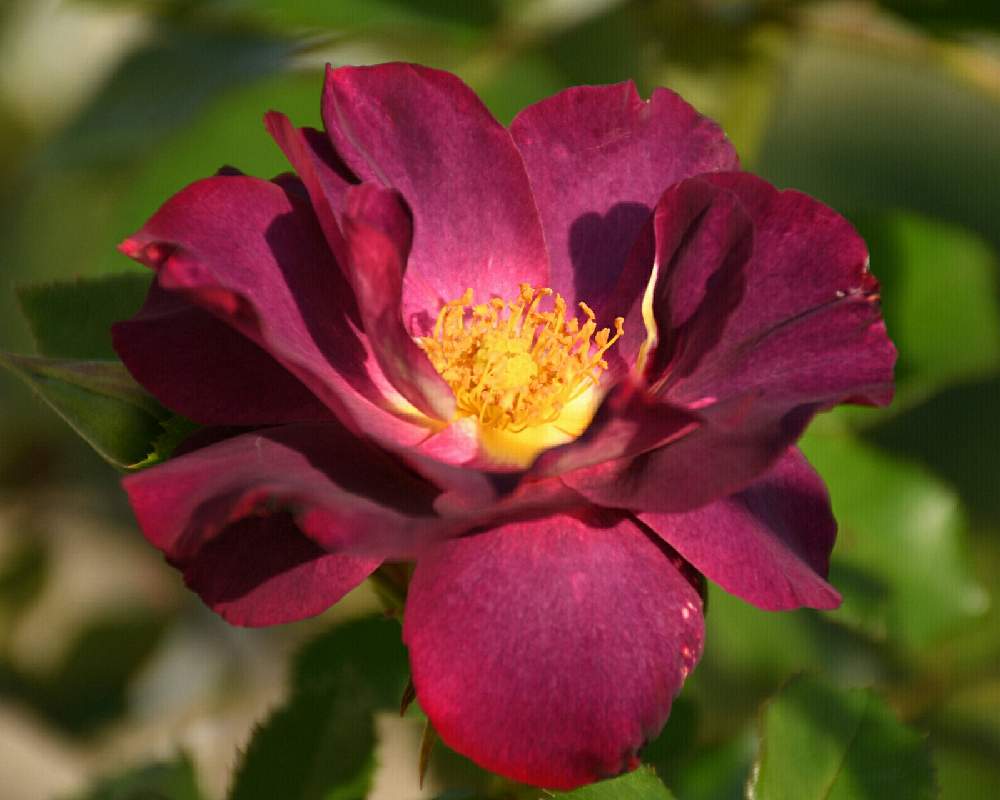 の画像 by naokichiさん | ばら バラ 薔薇と薔薇愛同盟と花のある暮らしと薔薇♪とバラ・ミニバラ