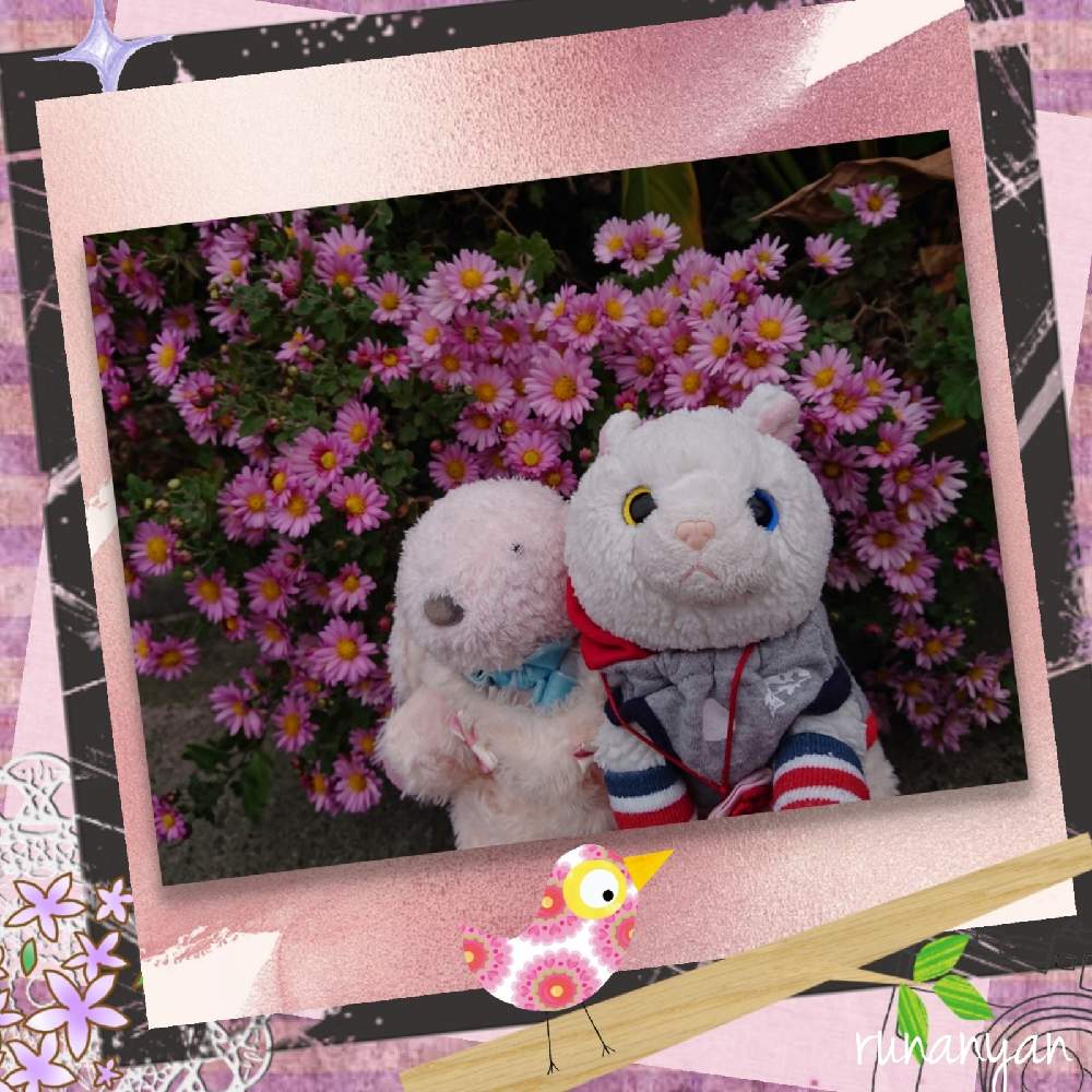 お出かけ先の画像 by るなにゃんさん | お出かけ先ときくと花さんぽときく♡とご近所さんぽ、とぬいぐるみとご近所とみるくとぬい撮り