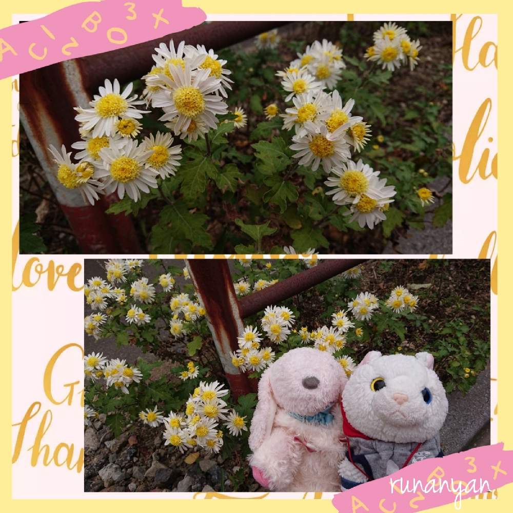 お出かけ先の画像 by るなにゃんさん | お出かけ先ときくと花さんぽときく♡とご近所さんぽ、とぬいぐるみとご近所とみるくとぬい撮り