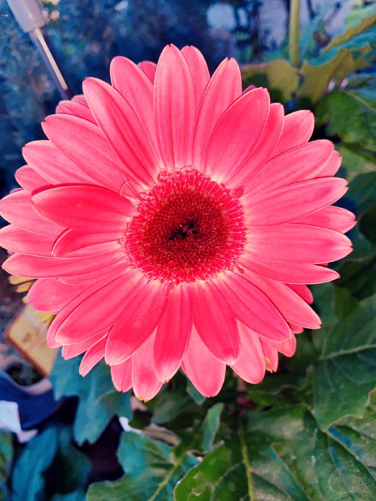 小さな庭の画像 by EMIさん | 小さな庭と花のある暮らしとおうち園芸と少し濃いピンクのお花〜*