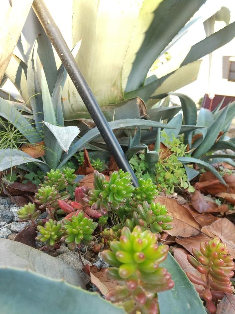 の画像 by えいきち×GARDENさん | 多肉植物と 虹の玉とアガベ AGAVEとutmeと多肉大好きとロックガーデンと露地植えとGS永ちゃん部と手作りの庭とアガベ地植えとアガベあるあると庭づくりとユニクロutmeと本日撮影分とアガベ大好きとアガベ・アメリカーナと地植えとアガベ属
