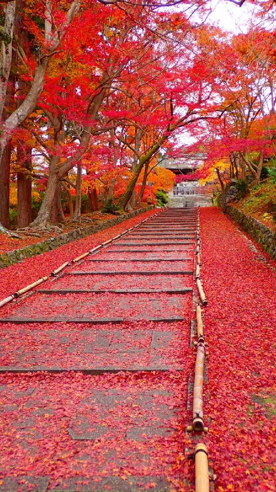 お出かけ先の画像 by アルチザンさん | お出かけ先と紅葉フォトコン2020と癒やしときれいと綺麗と綺麗だなぁ