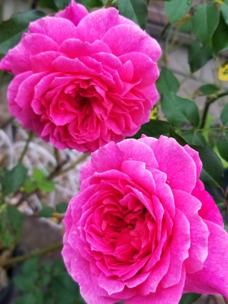 小さな庭の画像 by takiさん | 小さな庭とバラ好きとDAVID AUSTIN ROSESとおうち園芸とガブリエルオーク