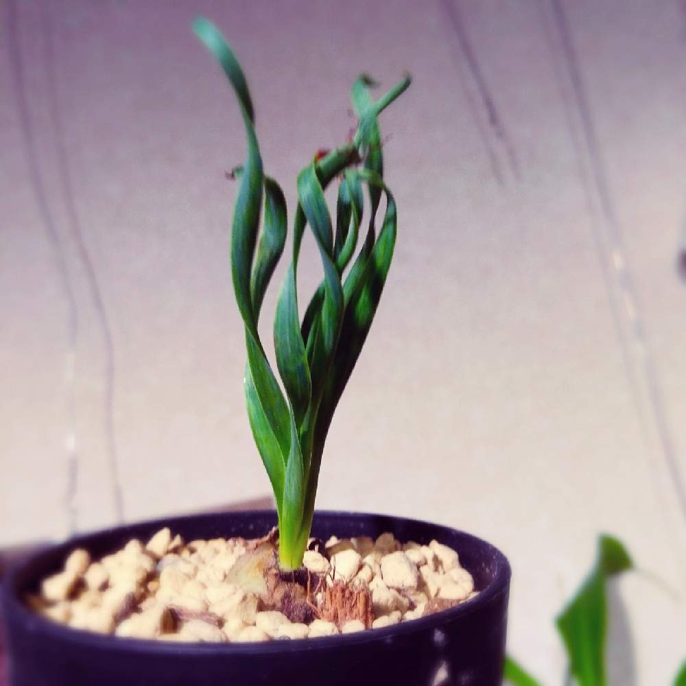 部屋の画像 by まりみさん | 部屋と植中毒とお部屋ジャングル化計画とおうち園芸とアルブカ コンコルディアナ