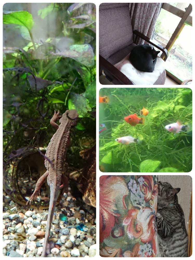 部屋の画像 by こたろうさん | 部屋と水生植物とねこちゃん♡とおうちde菜園