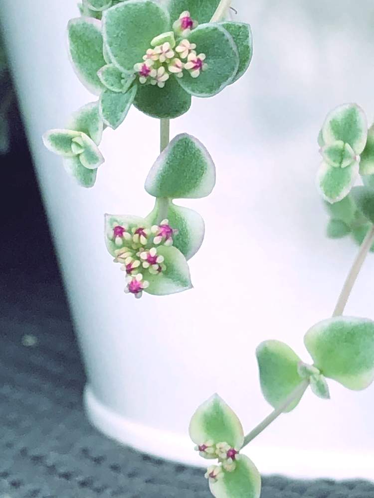 の画像 by ぽ〜め〜ままさん | リトルミッシーと皆様にありがとう♡と♡優しさに感謝♡とおうちde菜園と(ㅅ˘˘)♡*.+゜感謝♡とおうち園芸とダイスキ♡( 〃 ❛ᴗ❛ 〃 )♡と♡ 綺麗 ♡と✧︎iPhone8撮影✧︎とだ〜い好き⁂と諒音!頑張って!!と医療現場の人々に感謝と♡私の癒しと花のある暮らしとღ㋔㋡㋕㋹㋚㋮ღと✩.*˚願い☆。.:*・゜と❤️ 感謝 ❤️とお願いします(>人<;)とコロナ現場医師の悲痛な叫びと♡美しい♡と多肉植物