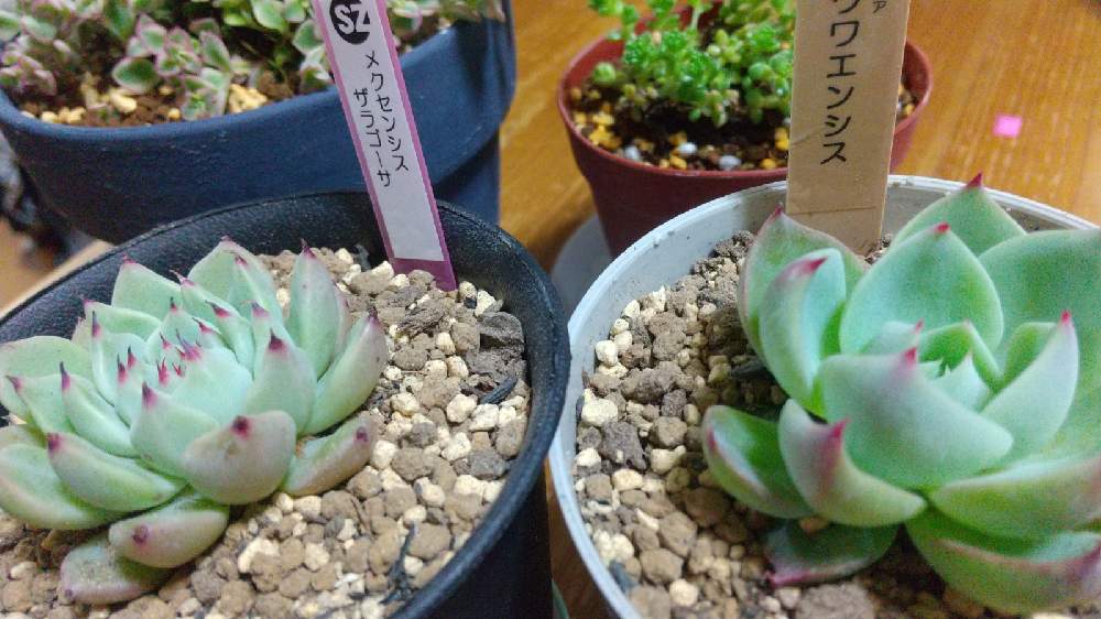 バルコニー/ベランダの画像 by ゆうちいさん | バルコニー/ベランダと多肉植物植え替えと多肉植物初心者と多肉植物と四国造園と多肉植物のある暮らしとおうち園芸と茨城タニラー