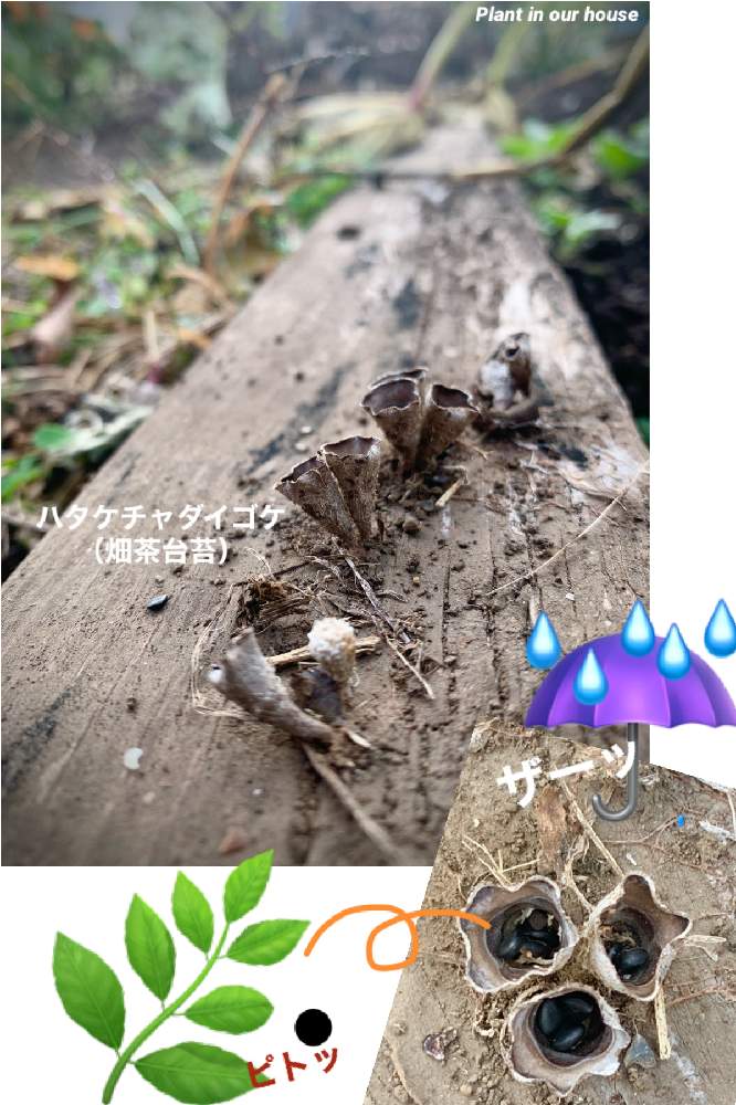 畑の画像 by kane flowerさん | 畑とハタケチャダイゴケと家庭菜園とおうちde菜園と無農薬 無施肥と2020 K.F家庭菜園と私畑と埼玉県と今日の私畑と自家製野菜と無農薬有機栽培と無農薬 無化学肥料栽培とK.F家庭菜園