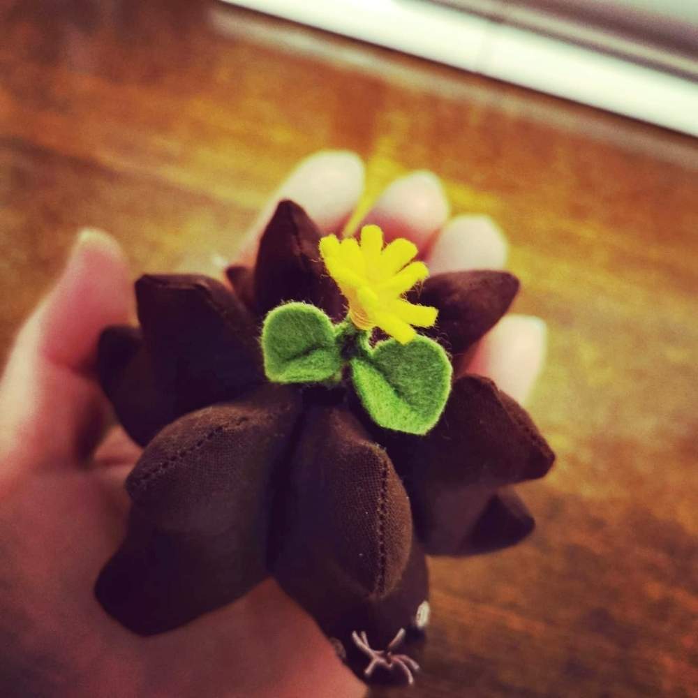 部屋の画像 by poporopoooさん | 部屋と塊根植物のある暮らしとぬいぐるみと塊根大好きと冬型塊根と妄想系コーデックスと多肉植物のある暮らしとコーデックスとCaudexとアフリカ 亀甲竜と塊根まん・ベアルートと塊根植物と多肉好きと灌木系コーデックスと珍奇植物と花のある暮らしとカメとビザールプランツとzooo plantsと亀甲竜。