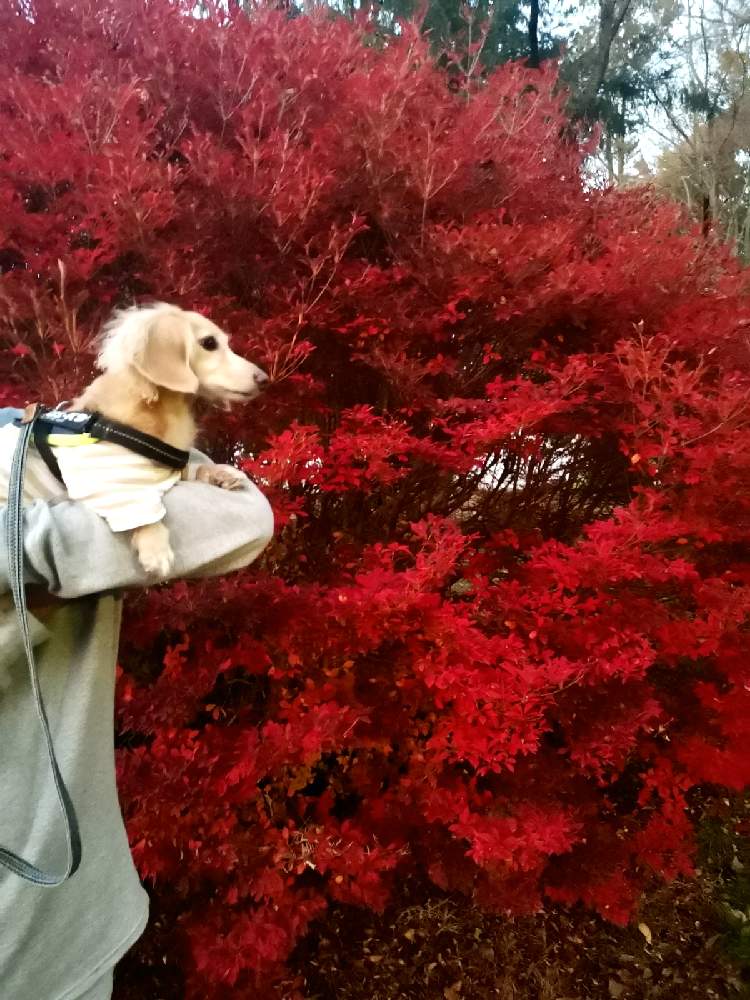 の画像 by ひろさん | 紅葉と紅葉フォトコン2020と観葉植物と植物のある暮らしとよろしくお願いしますとおうちde菜園とGS映えとGS日和とコーデックスとおうち園芸とGSミニモニ。とコロナおしりペンペン( ・᷄ὢ・᷅ )と熱帯植物