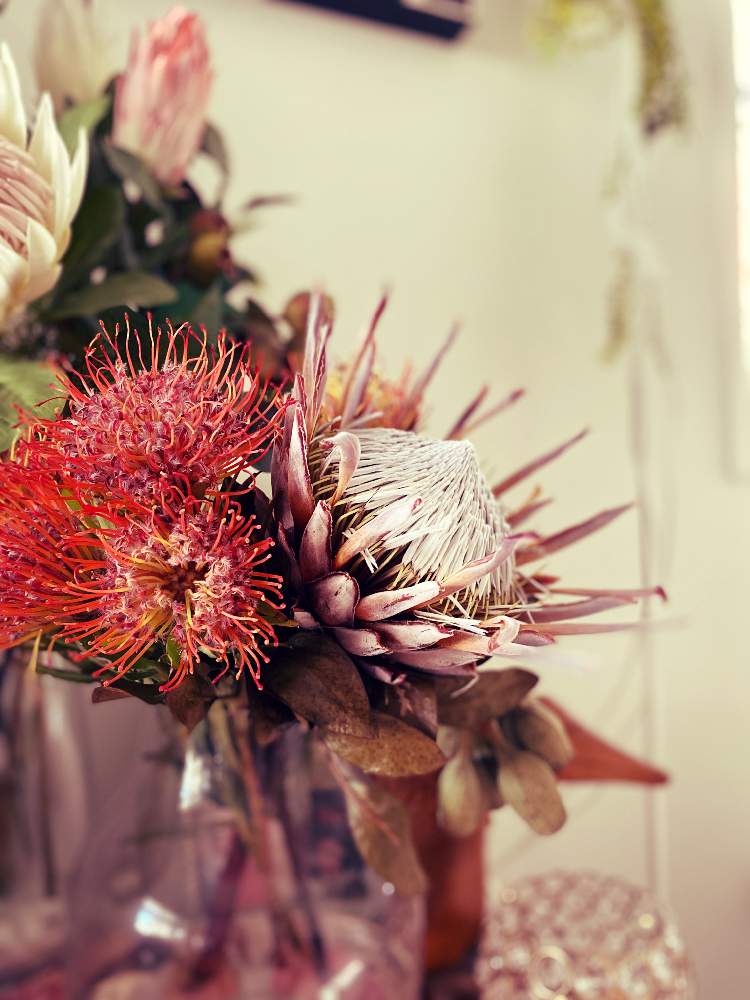 部屋の画像 by マッキーさん | 部屋とプロテアとAustralia BrisbaneとAustralia QLD