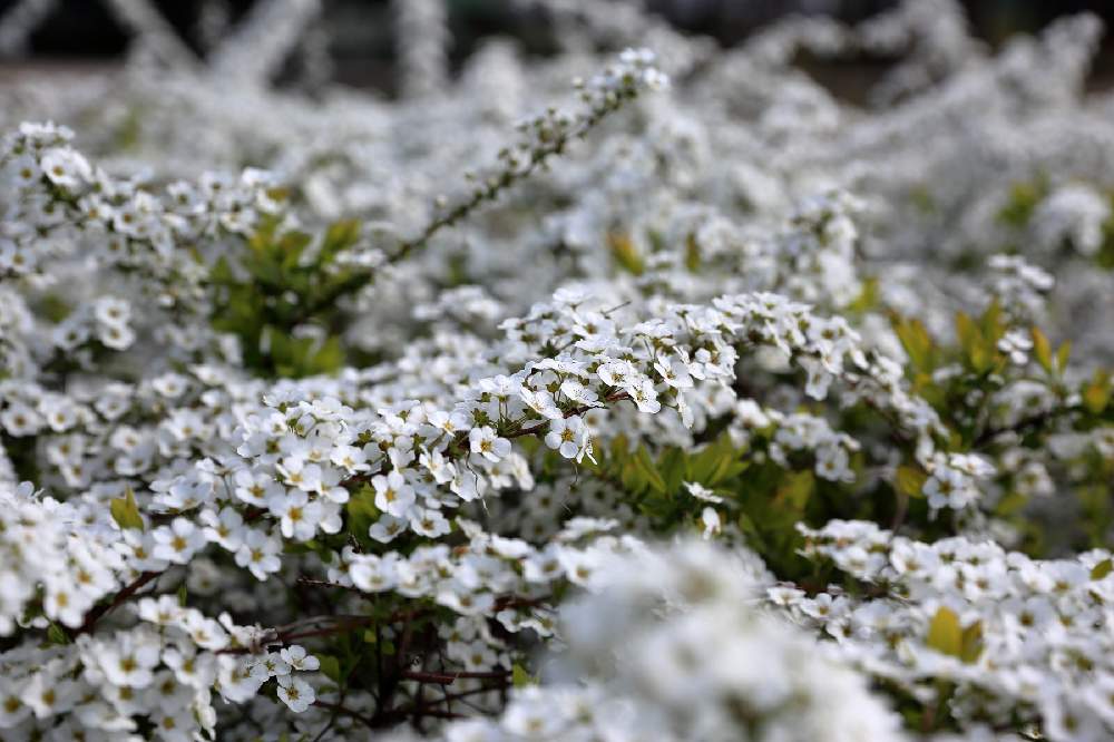 お出かけ先の画像 by Levo327さん | お出かけ先とユキヤナギとCanon EOS 5D Mark IIIと白い花と相模原公園と今日のお花