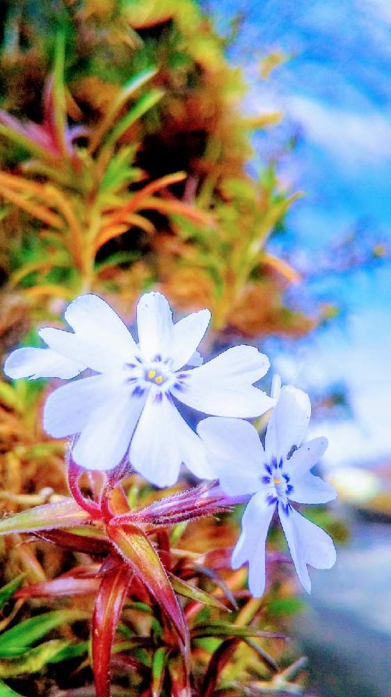 お出かけ先の画像 by TOTOROGAOさん | お出かけ先とシバザクラ(芝桜)と#お花好き✨と植物のある暮らしと森の Powerと野あざみと私に、出来る ささやかな 想いと自然と 共にと# スマホ写真と# 私の 好きな 花 ☆とGSのみなさんに感謝♡と八ヶ岳への 道のり✨と大地✨地球上☆生命体と# 山野草と元気に Go!と#花のある暮らしと大きな 木とエールとガーデニングと素敵な仲間たちと散歩で見つけた素敵✨と#写真好き