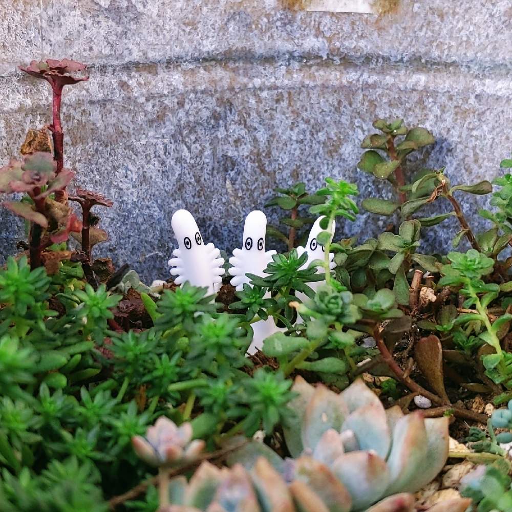 バルコニー/ベランダの画像 by sonnieさん | バルコニー/ベランダとセダム サルサヴェルデとドラゴンズブラッドとセダム属と多肉勉強中と年中お外組とブリキバケツと植物の生命力とベランダ多肉と放置多肉とセダム寄植えと錆び缶とジャンクガーデンとセダム畑と葉っぱ好き