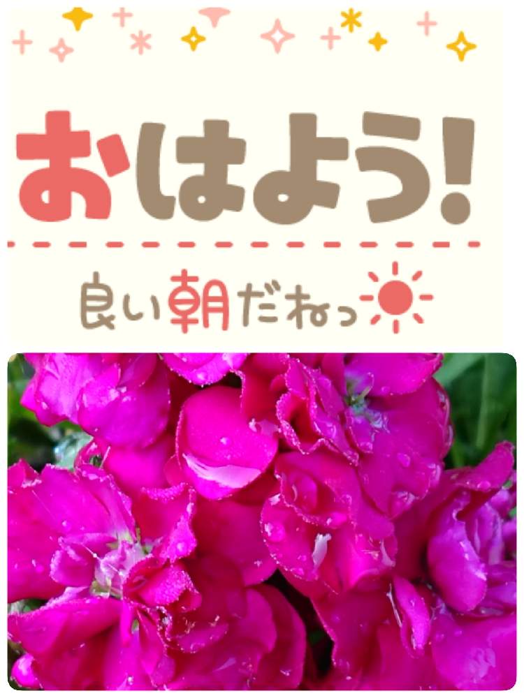 小さな庭の画像 by 苺さん | 小さな庭とおうち園芸とストックの栽培