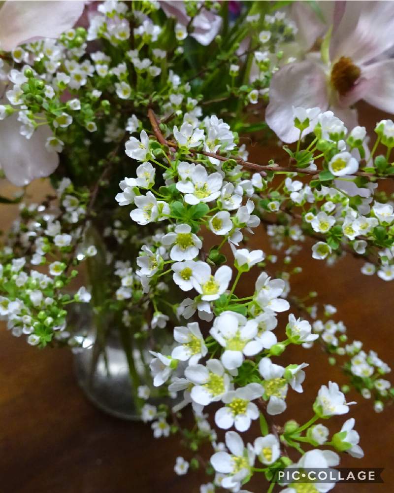 和室の画像 by ターちゃんさん | 和室とユキヤナギとこんな時こそ花をとユキヤナギ(^ ^)と医療現場の人々に感謝と切り花(^^)と今日のお花(^^)