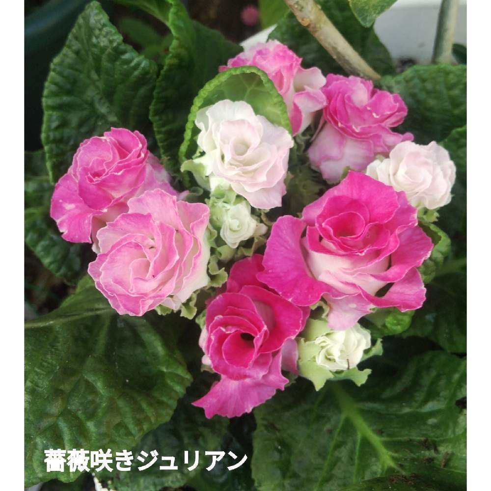 小さな庭の画像 by メリーさん | 小さな庭と鉢植えと花のある暮らしと薔薇咲きジュリアン♡とおうち園芸