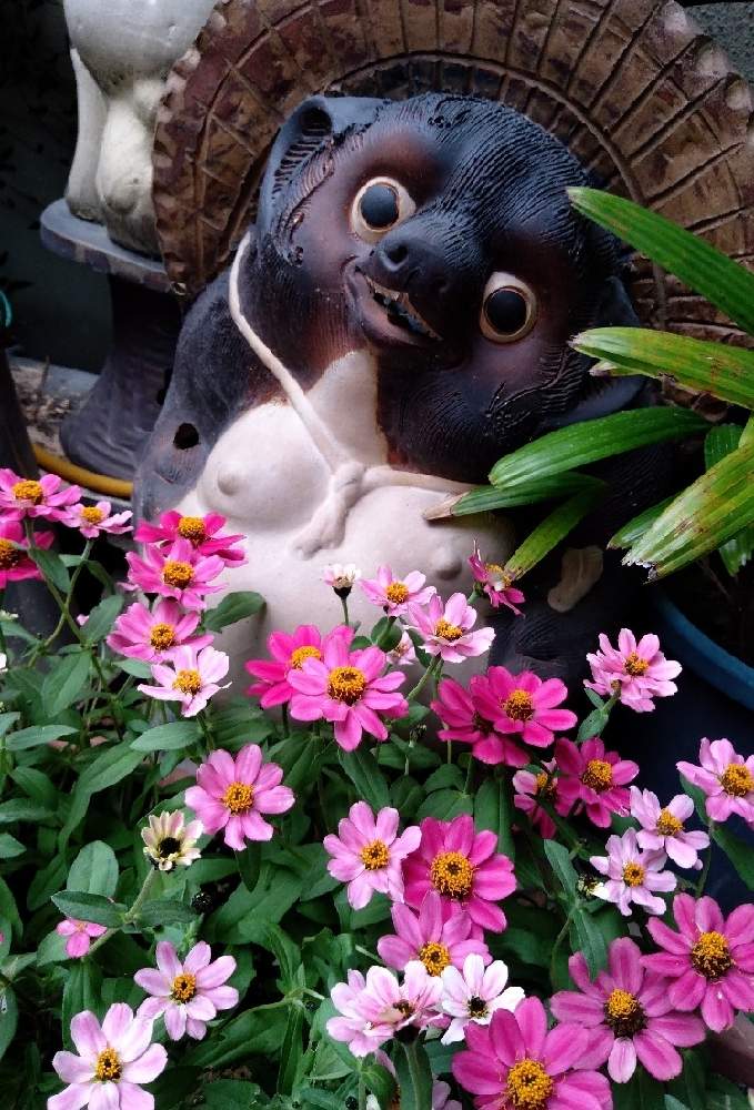 小さな庭の画像 by hanabiraさん | 小さな庭とジニアと庭の花と種から育てると可愛い花と季節の花と鉢植えと信楽焼のタヌキさんとのコラボと花のある暮らし