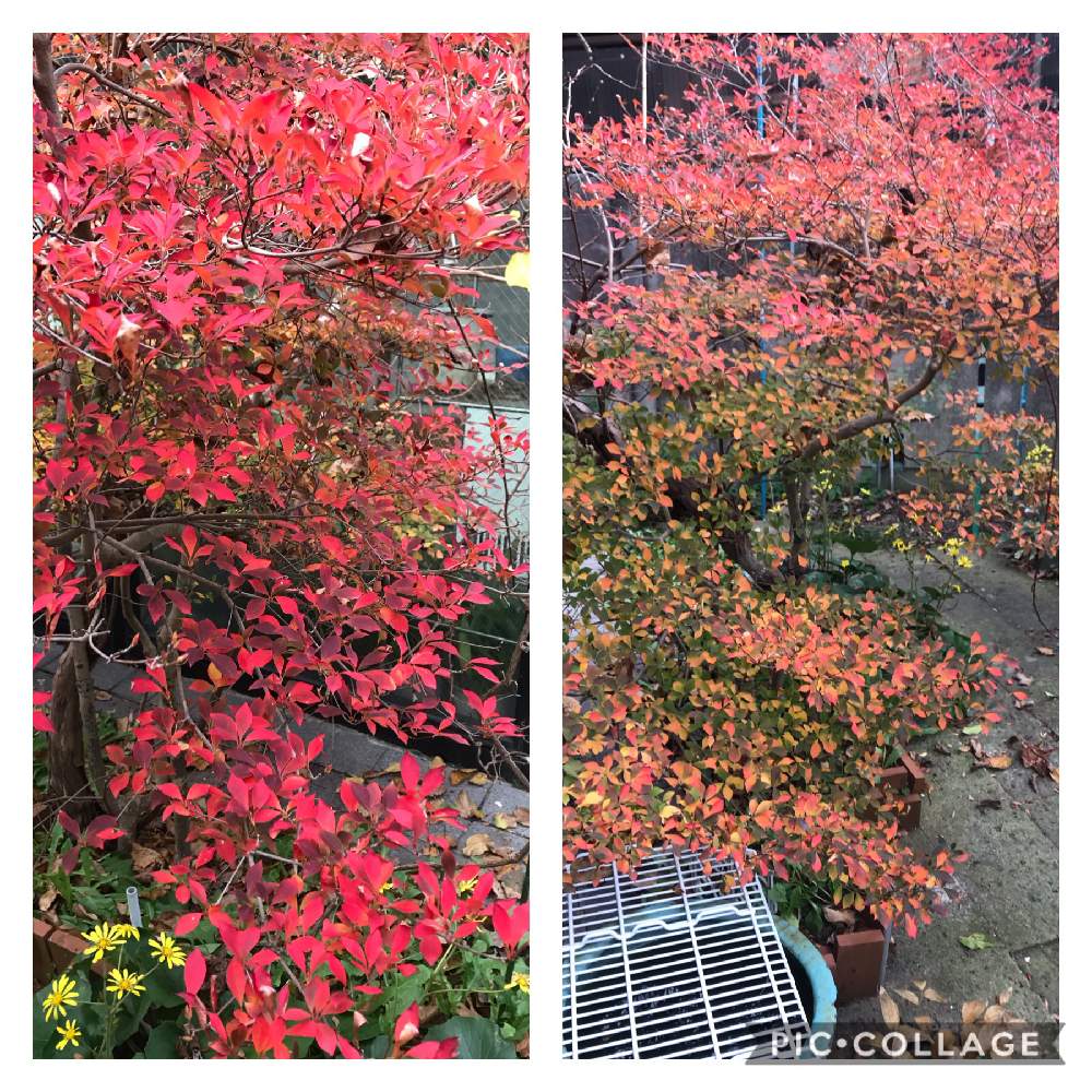 玄関の画像 by 老マスターさん | 玄関とドウダンツツジ紅葉裏表