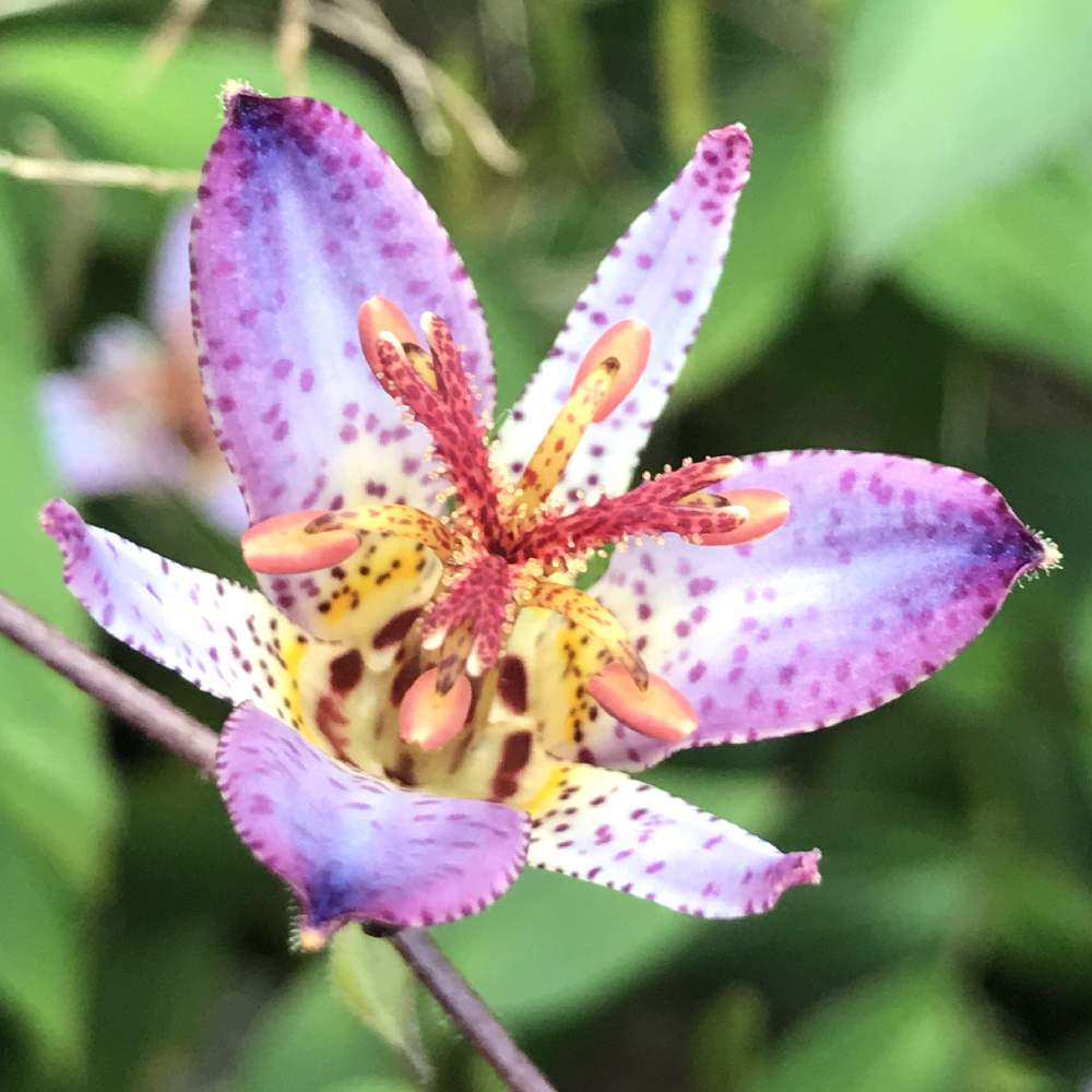 小さな庭の画像 by アンジュローズ 徳島さん | 小さな庭とホトトギスと実家の庭と実家の花と田舎の庭