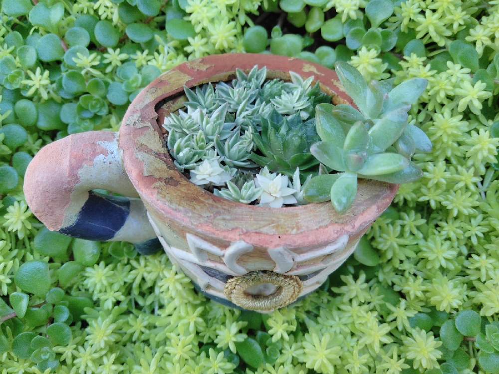 小さな庭の画像 by 鯱さん | 小さな庭とセダム属と多肉植物と多肉植物寄せ植えとおうち園芸と楽しいカワイイと多肉棚とグランドカバーと地植え