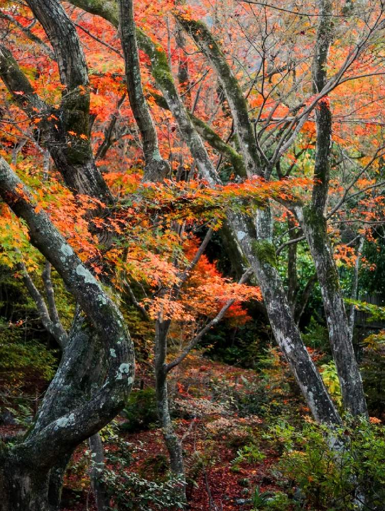 お出かけ先の画像 by 野ニンさん | お出かけ先と令和最初の植物と紅葉フォトコン2020と出版とGS映えとGreenSnapmarcheと花のある暮らし