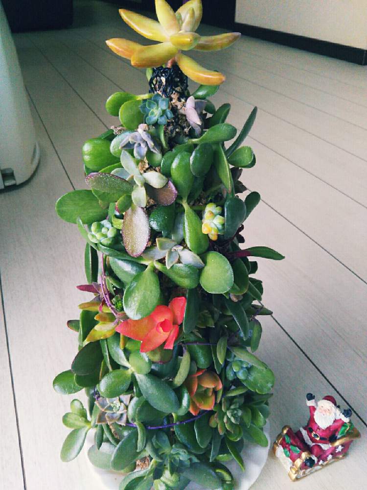 小さな庭の画像 by rikaraさん | 小さな庭とたぬき祭りと多肉植物と寄せ植えとレトロなやかんとおうちde菜園とドライとそのまんま缶とおうち園芸とリースとワンワン祭りとエンジェル祭りと多肉寄せ植えとタヌキ祭り