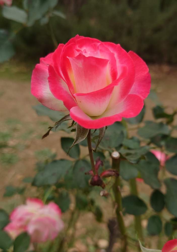 お出かけ先の画像 by カタカゴさん | お出かけ先と薔薇と癒やされると代々木公園と医療・介護の皆様に感謝と乗り切ろうコロナと素敵な花と秋の風情ときれいと頑張れ日本とありがとう医療従事者の方々と薔薇♪とピンクのはなと良い香りと金曜ローズショーとジュビレ・デュ プリンス・ドゥモナコと金曜ローズSHOW!と㊗️やっちゃん2500pic