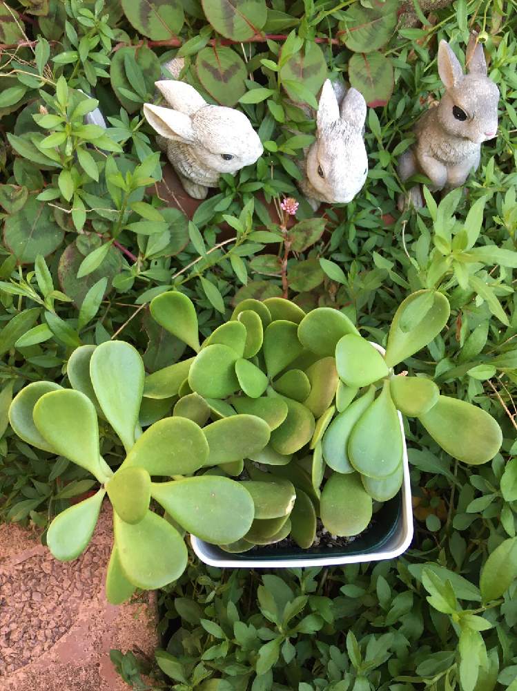 小さな庭の画像 by みつここさん | 小さな庭と多肉植物初心者と多肉植物と多肉植物のある暮らしとヤコブセニとガーデニングとセネキオ属と今日も元気に笑顔でね