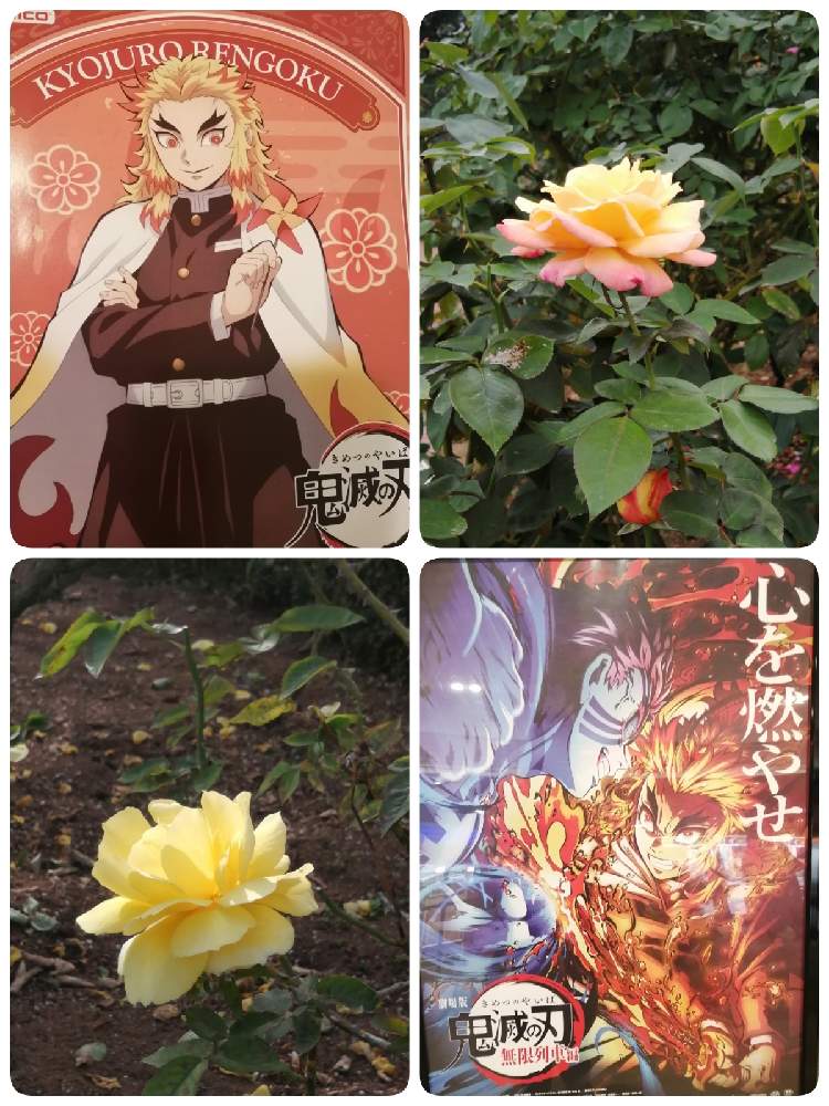 お出かけ先の画像 by オアシス☆さん | お出かけ先とドフトゴールドとフィリップ ノワレとコロナに刃を⚔鬼滅党と強香と寒暖差に気を付けましょう❣とひやみかち首里城!と黄色い花と金曜キラキラと谷津バラ園と金曜ローズショーと健康第一☘️とありがとう医療従事者の方々と四季咲きと微香と風邪引かないでねと頑張ろう日本❣️と⚔️煉獄杏寿郎∞オレンジ