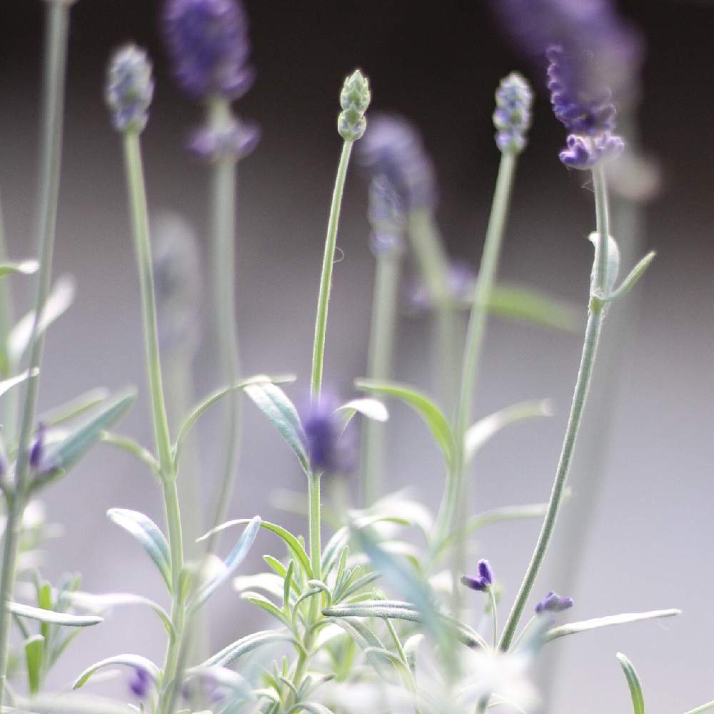 小さな庭の画像 by toto*coさん | 小さな庭とラベンダーとラベンダー センティヴィアと好きな花と癒しとおうち園芸と今日の一枚とナチュラルスタイルと可愛いとガーデニングと花のある暮らしと見てくれてありがとう♡と小さなお庭