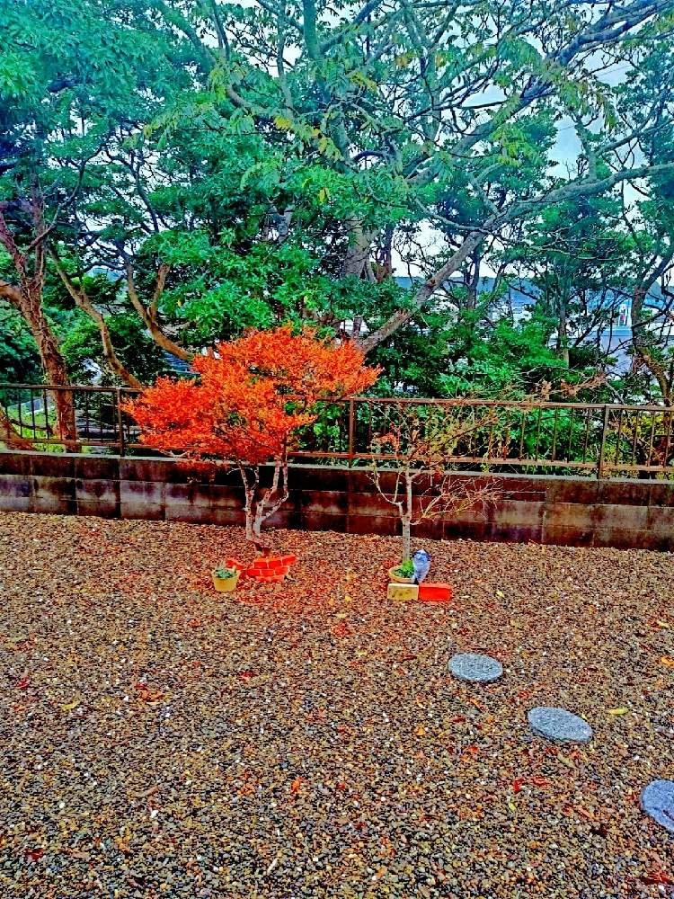 アプローチの画像 by ゆきさん | アプローチとそぼ降る雨とごみ捨てと冬本番と寒くなりましたとおうち園芸と紅葉気分と森林から葉の雨