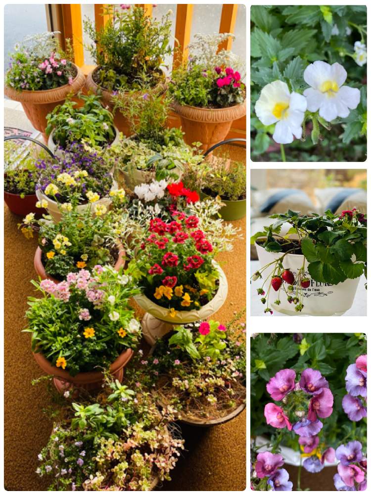 エントランスの画像 by 空色さん | エントランスと植物初心者と寄せ植えとお花に癒されてと今日のお花と北海道とお花・観葉植物・多肉初心者