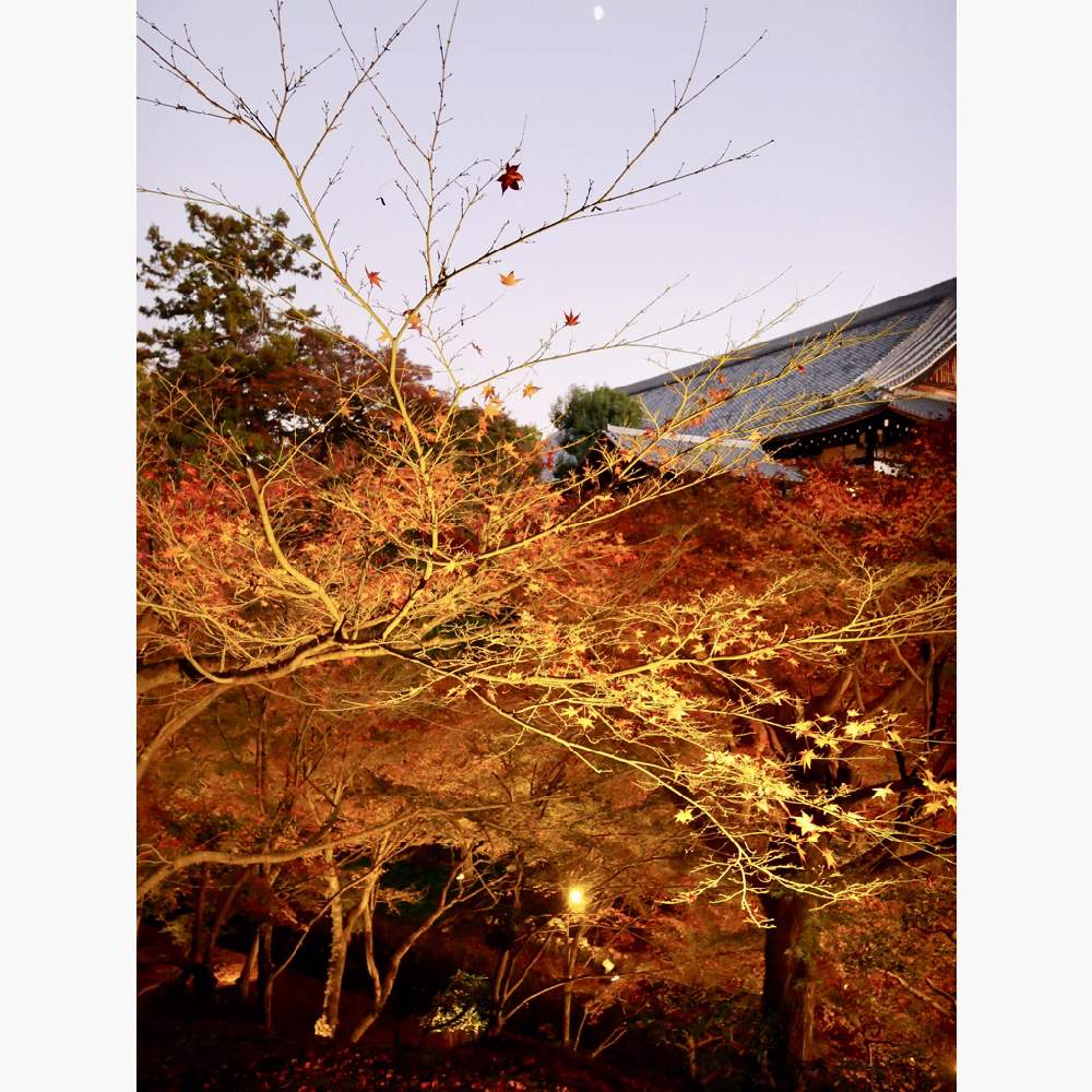 お出かけ先の画像 by 由美子さん | お出かけ先とモミジと紅葉フォトコン2020とローカルカメラマンかな?!(笑)とLUMIX DC GF10と金曜キラキラと由美子go to京都とミラーレス一眼