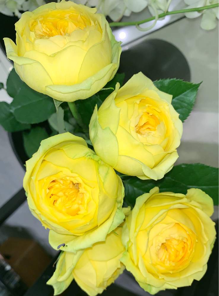 お出かけ先の画像 by EMIさん | お出かけ先と薔薇♪と花のある暮らしと黄色いお花とお花屋さんの店先で