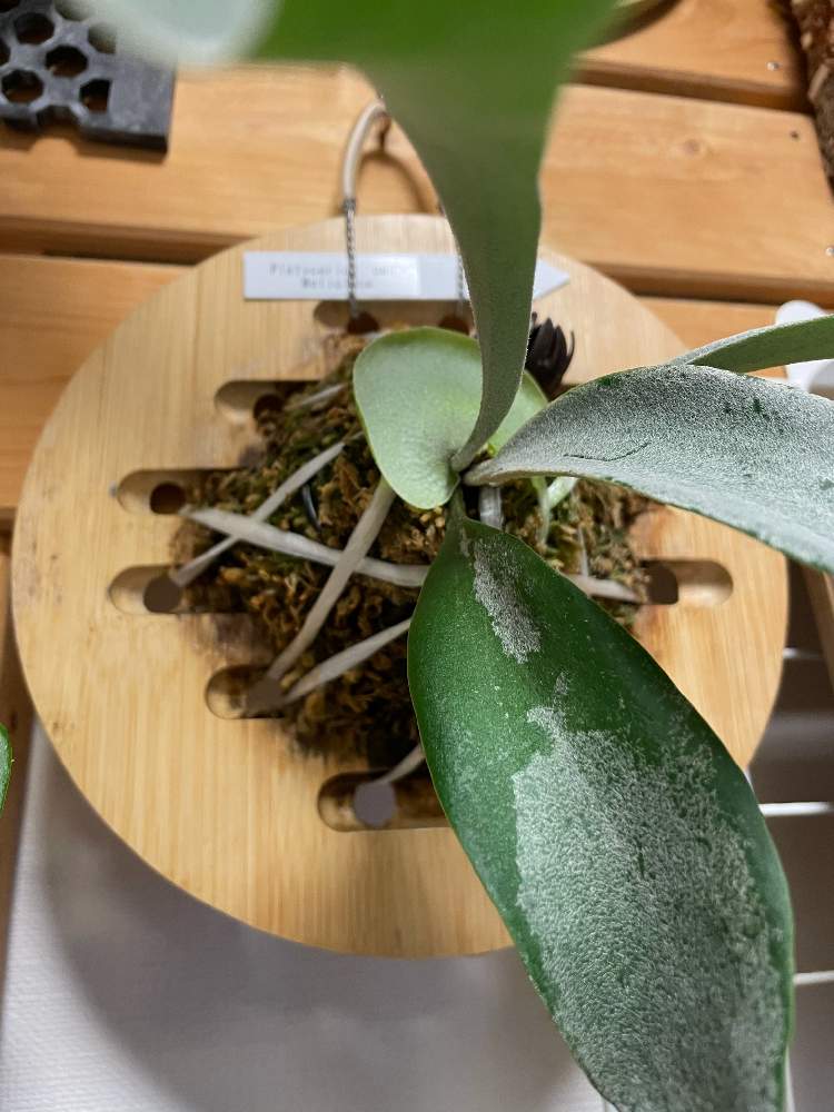 の画像 by moon rabbitさん | P.om oと コウモリラン と ビカクシダとstaghorn fern