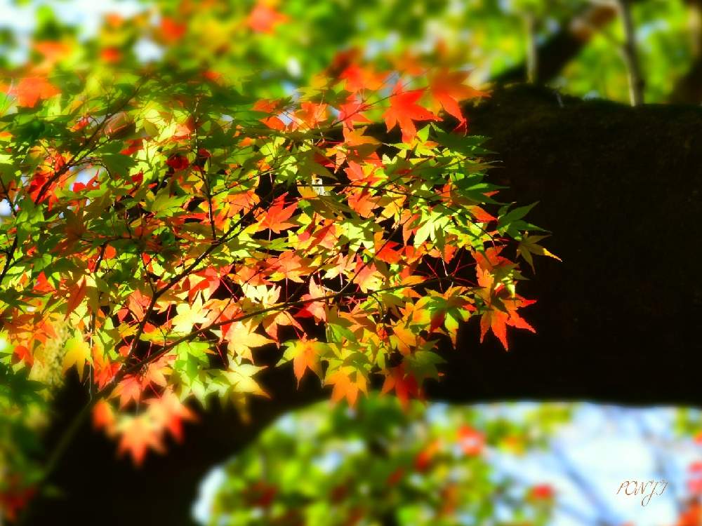 の画像 by PONJIさん | 飛騨市の皆さんにエールを♪とMyアルバムと紅葉フォトコン2020と㊗️じゅんさん2100picとお気に入りと新型コロナウィルスに負けるなとチーム岐阜と岐阜・大垣とコロナに負けるな!と九州の皆さんにエールを♪と被災地にエールを…。とGSアダルトチーム