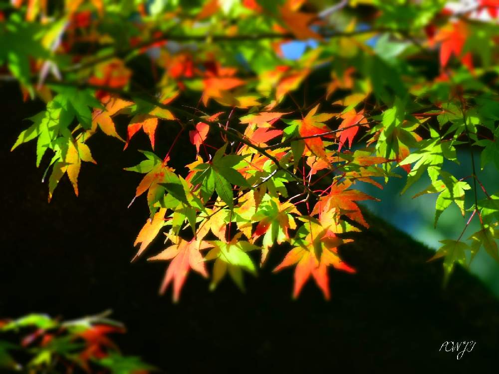 の画像 by PONJIさん | 飛騨市の皆さんにエールを♪とMyアルバムと紅葉フォトコン2020と㊗️じゅんさん2100picとお気に入りと新型コロナウィルスに負けるなとチーム岐阜と岐阜・大垣とコロナに負けるな!と九州の皆さんにエールを♪と被災地にエールを…。とGSアダルトチーム