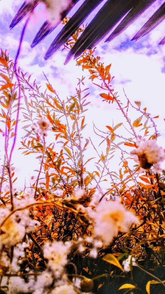 広い庭の画像 by TOTOROGAOさん | 広い庭とユキヤナギと秋明菊の綿毛と#お花好き✨と植物のある暮らしと野あざみと私に、出来る ささやかな 想いと自然と 共にと# スマホ写真と# 私の 好きな 花 ☆とGSのみなさんに感謝♡と八ヶ岳への 道のり✨と大地✨地球上☆生命体と# 山野草と元気に Go!とcan doと#花のある暮らしとエールとガーデニングと素敵な仲間たちと庭からの 花便りときょうのお花と#写真好き