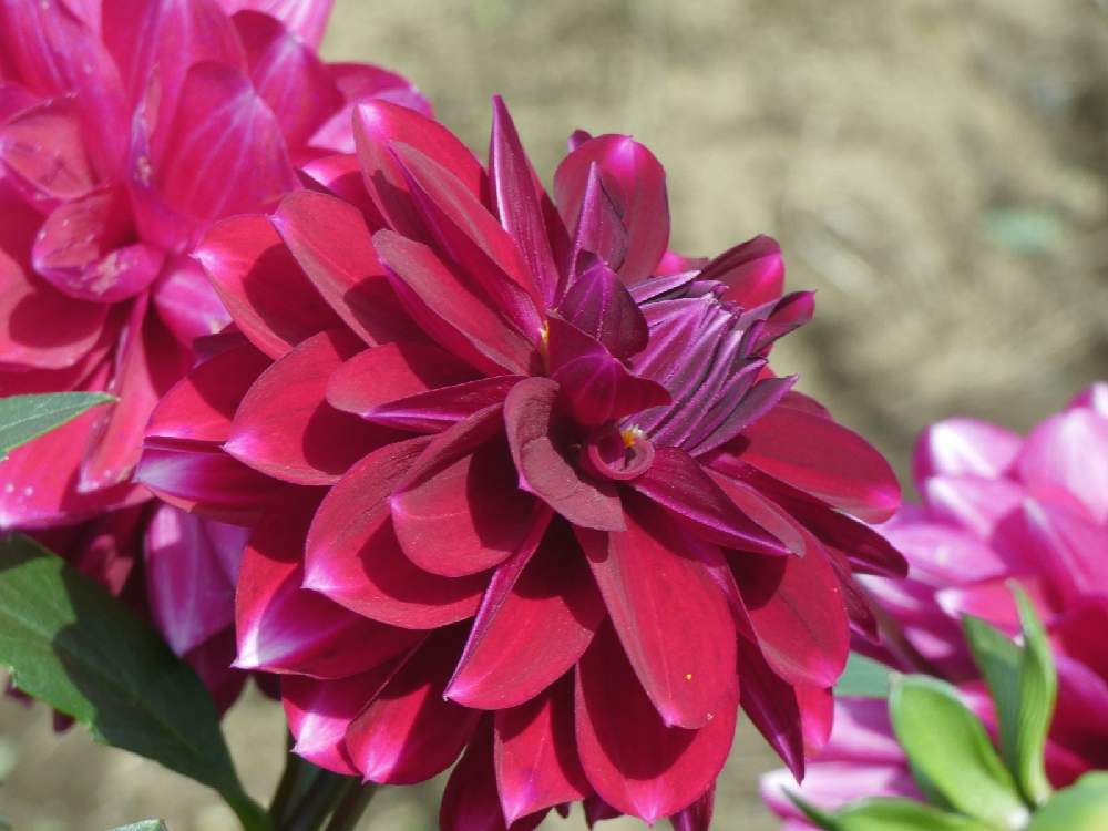 お出かけ先の画像 by Hirochan* flowersさん | お出かけ先と医療・介護の皆様に感謝とGSの皆さまに感謝♡といつもありがとう♡と栃木県ときれ~い❤と秋風の中でと赤い花も好き♡とお出かけ先といっても近所とお花好きの人と繋がりたいとダリア☆