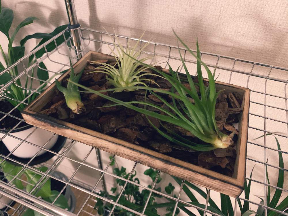インテリアの画像 by まさおじさん | インテリアとチランジア イオナンタとチランジア カプトメデューサとチランジア ベルティナとエアプランツと観葉植物とダイソー