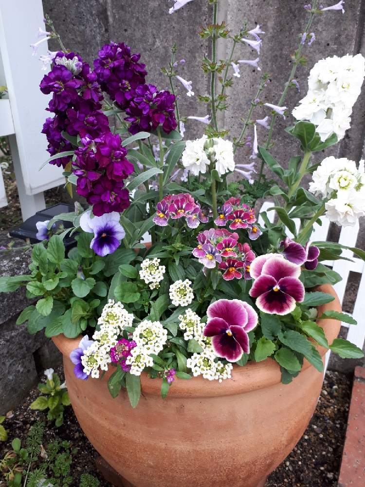 の画像 by Tomoさん | ロザリアン見習いと植中毒と雑貨好き♡と花のある暮らしとバラ薔薇ばらら~❤️といいね♥ありがとうございます✨とチーム福岡