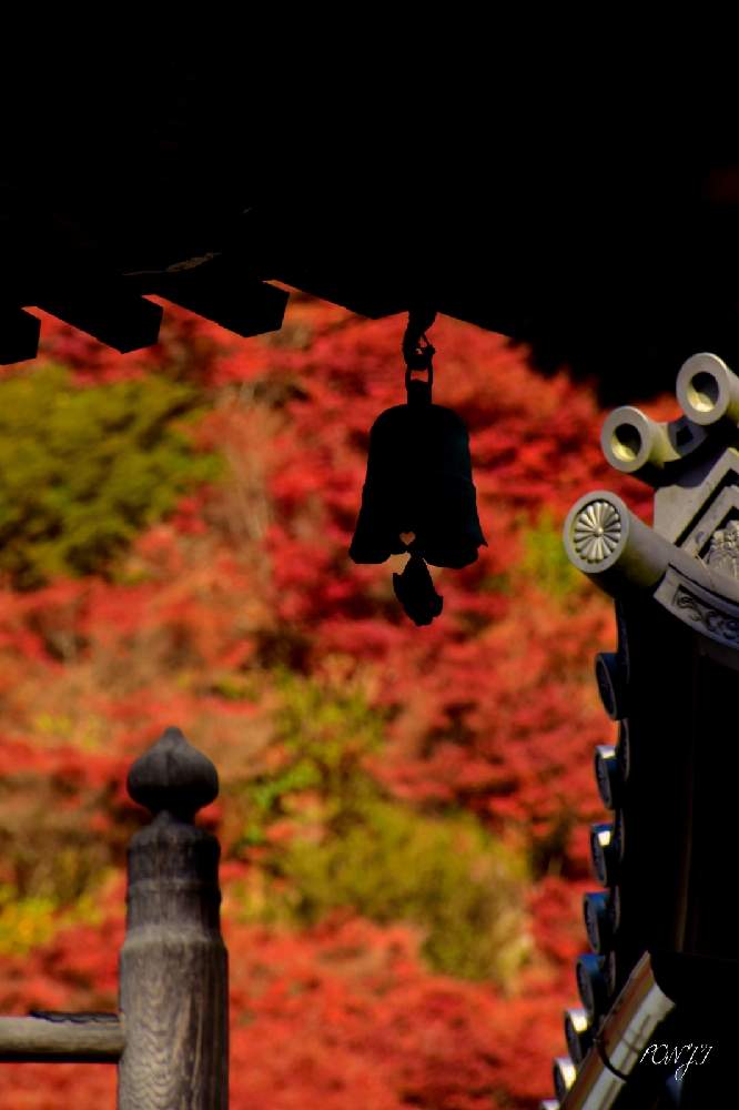 お出かけ先の画像 by PONJIさん | お出かけ先と飛騨市の皆さんにエールを♪とMyアルバムと紅葉フォトコン2020とドウダンツツジ✨と㊗️じゅんさん2100picとお気に入りと新型コロナウィルスに負けるなとチーム岐阜と岐阜・岐阜市とコロナに負けるな!と九州の皆さんにエールを♪と被災地にエールを…。とGSアダルトチーム