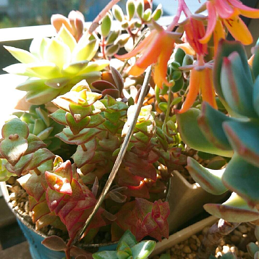 バルコニー/ベランダの画像 by ナギさん | バルコニー/ベランダとファンクイーンと星の王子とファンクイーンの花と多肉植物とクラッスラ属とおうち園芸とエケベリア属と癒されるとタニラーと鼻血が出ちゃう♡と記録用と多肉植物 多肉の有るくらし